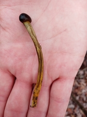 Tolypocladium longisegmentatum