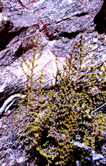 Cheilanthes parviloba