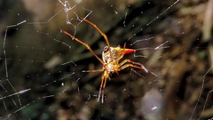 Micrathena sanctispiritus