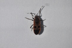 Physopelta parviceps