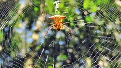 Micrathena sanctispiritus