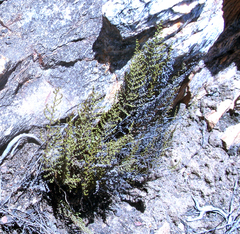 Cheilanthes parviloba