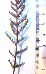 Cheilanthes parviloba