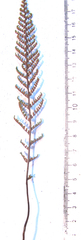 Cheilanthes parviloba