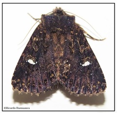 Noctuidae