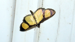 Phostria delilalis