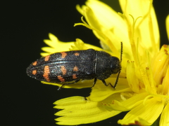 Acmaeodera pulchra