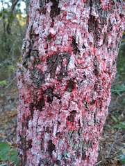 Herpothallon rubrocinctum