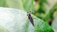 Bocydium globulare