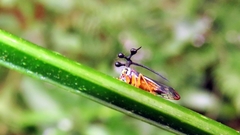 Bocydium globulare