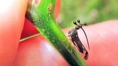 Bocydium globulare