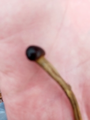 Tolypocladium longisegmentatum