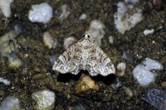 Lobogonodes multistriata