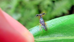 Bocydium globulare