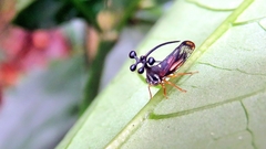 Bocydium globulare
