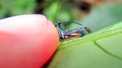 Bocydium globulare