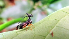 Bocydium globulare