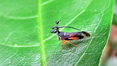 Bocydium globulare