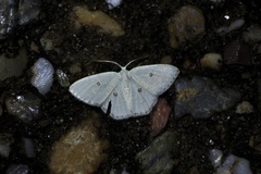 Comostola subtiliaria