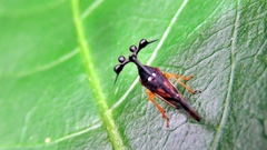 Bocydium globulare