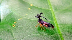 Bocydium globulare