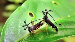 Bocydium globulare