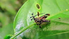 Bocydium globulare