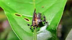 Bocydium globulare