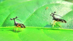 Bocydium globulare