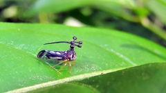 Bocydium globulare