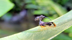 Bocydium globulare
