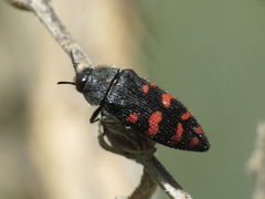 Acmaeodera pulchra