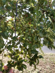 Nothofagus alpina