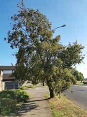 Nothofagus alpina