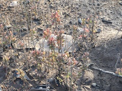 Suaeda australis