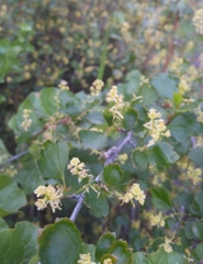 Ribes diacanthum