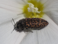 Acmaeodera rubromaculata