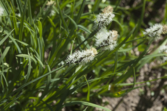Carex orbicularis kotschyana