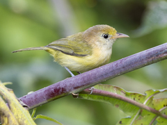 Pachysylvia aurantiifrons