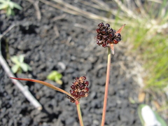 Luzula capitata