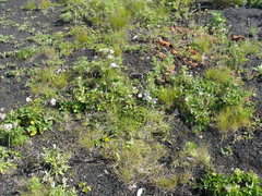 Luzula capitata