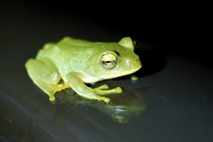 Zhangixalus schlegelii