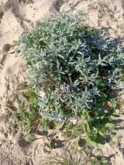 Malcolmia littorea
