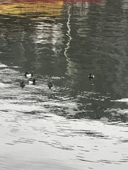 Aythya fuligula