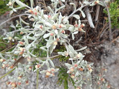 Helichrysum cylindriflorum