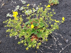 Potentilla fragiformis