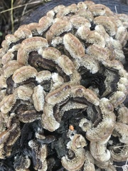 Auricularia mesenterica