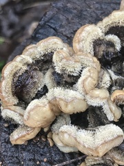 Auricularia mesenterica