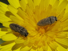 Acmaeodera rubromaculata