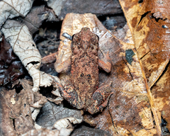 Ingerophrynus parvus